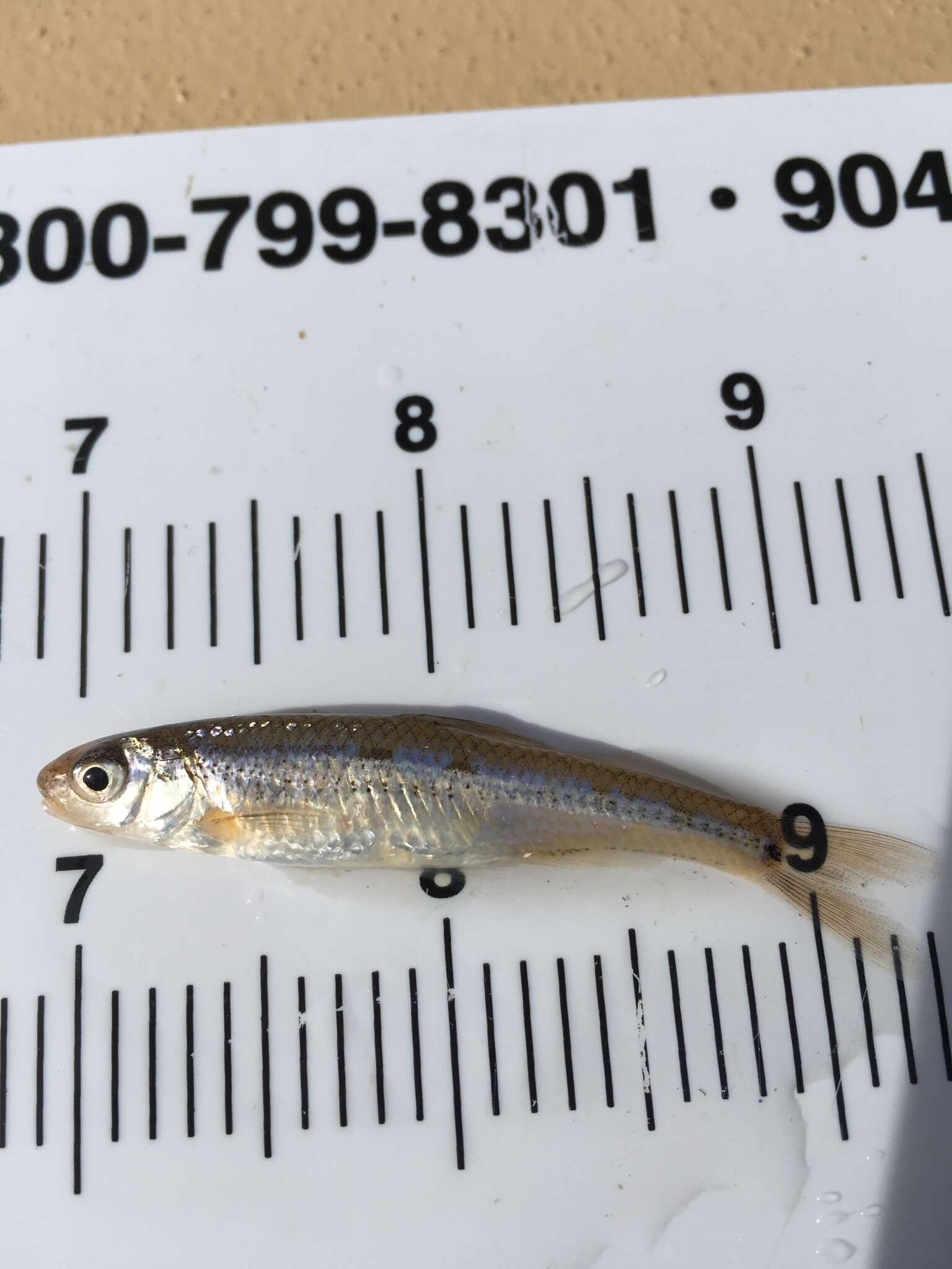 Image of Spottail Shiner