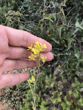 Image of Erucastrum nasturtiifolium (Poir.) O. E. Schulz