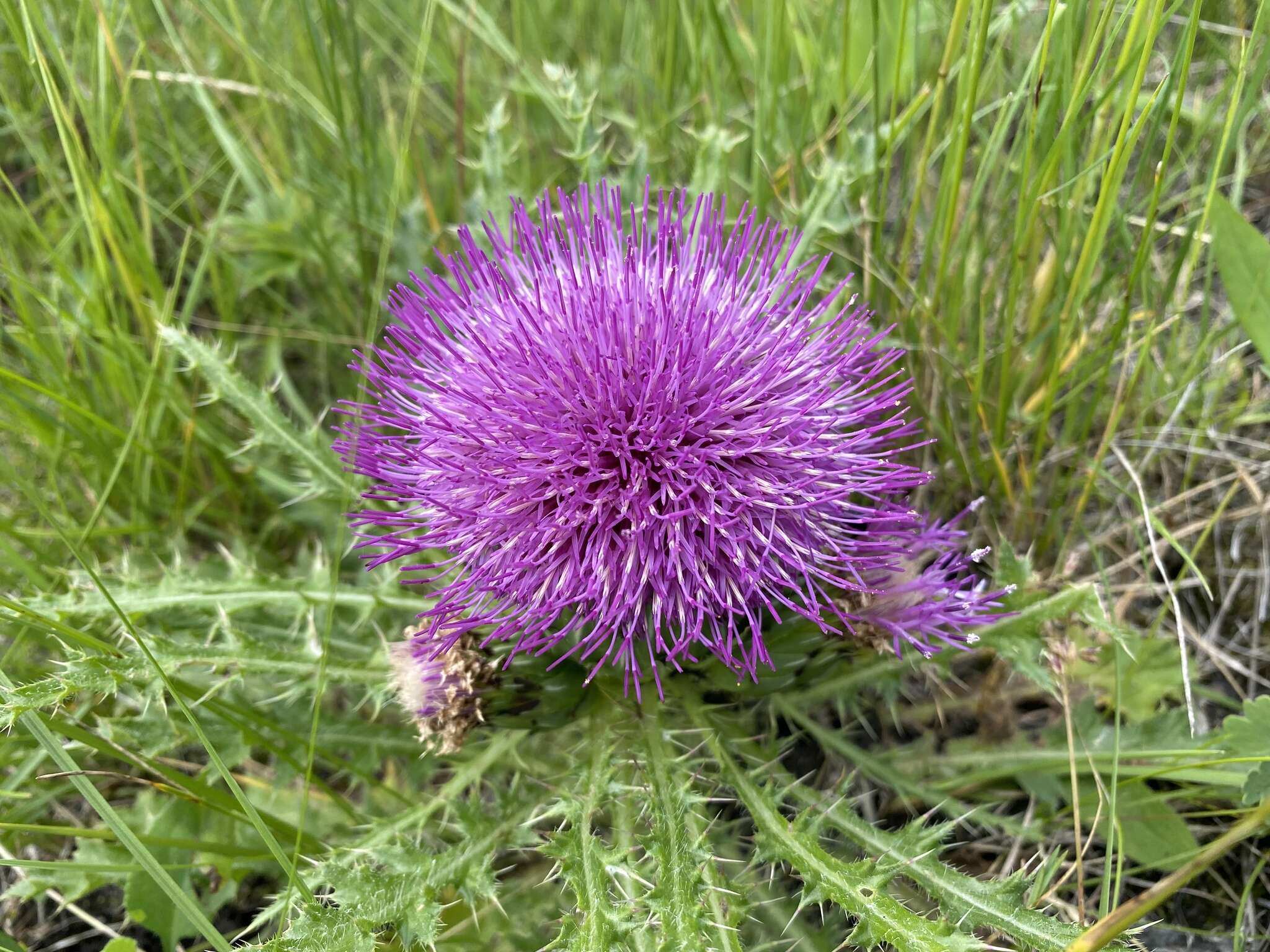 Plancia ëd Cirsium drummondii Torr. & A. Gray