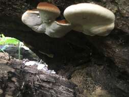 Image of Late fall polypore