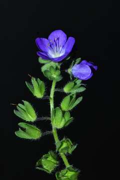 Phacelia austrotexana (J. A. Moyer) B. L. Turner的圖片