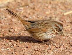 Image of Desert Song Sparrow