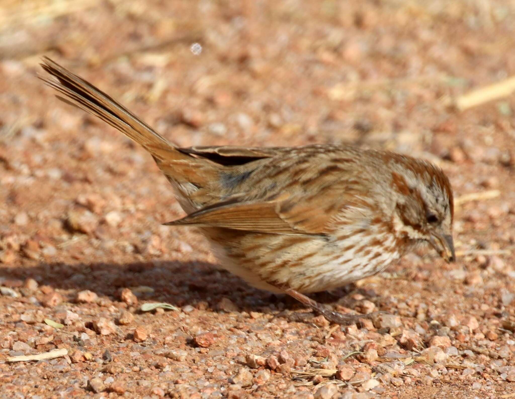 Image of Desert Song Sparrow