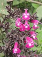 Image of Salvia sprucei Briq.