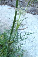 Image of Swamp Whiteheads