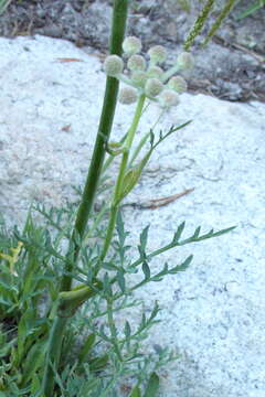 Image of Swamp Whiteheads