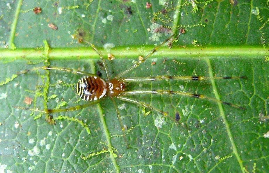 Image of Theridion zonulatum Thorell 1890