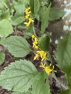 Image of whitehair goldenrod