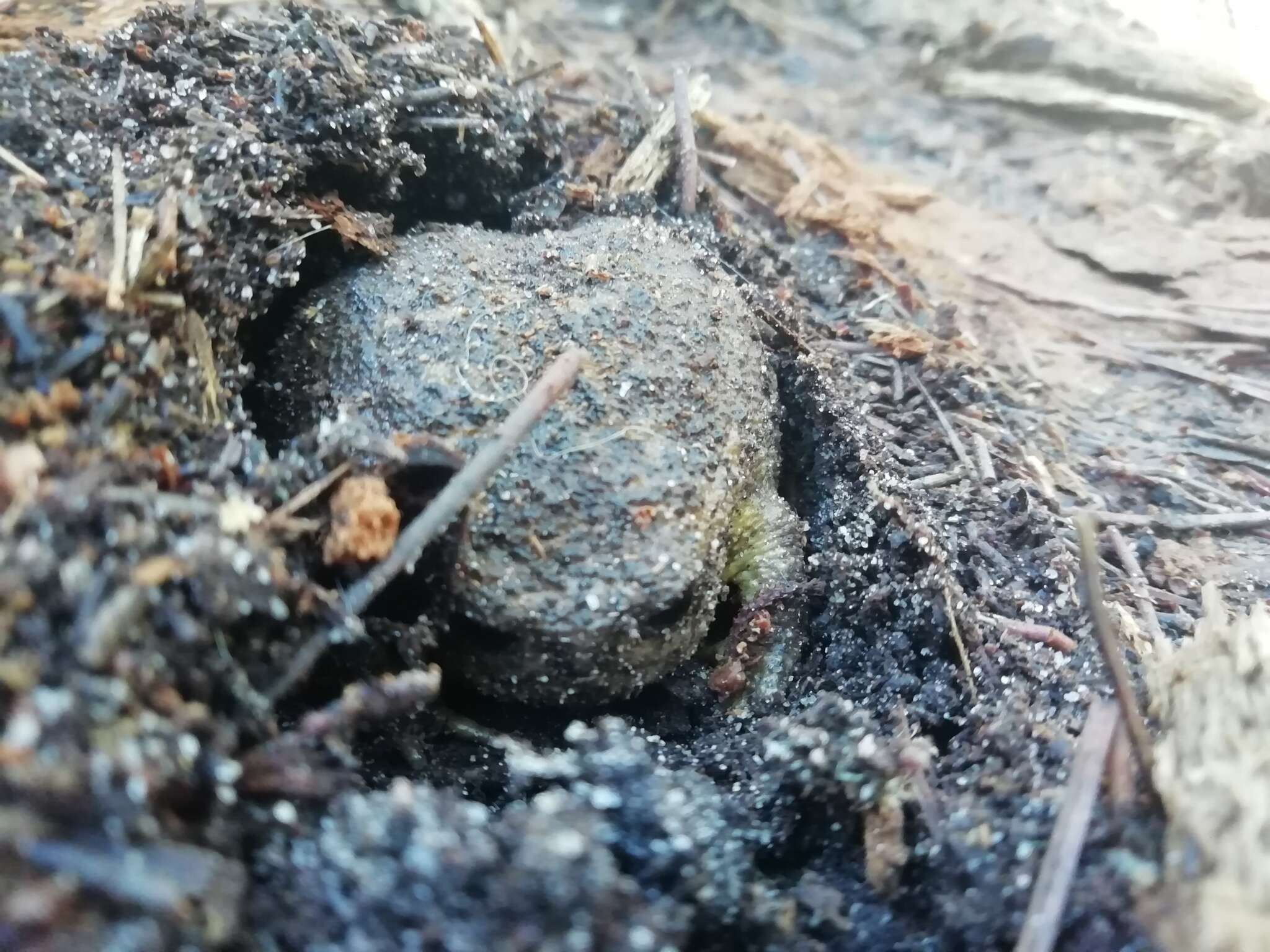 Image of Cape Rain Frog