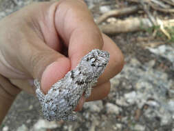 Image of Lundell's Spiny Lizard