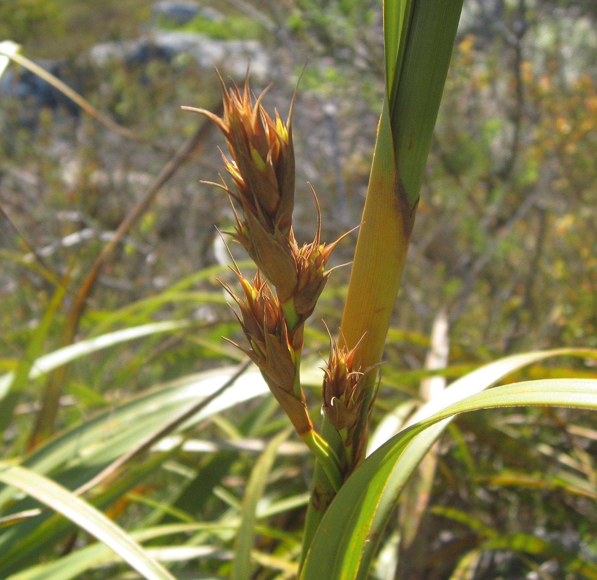 Image of Tetraria thermalis (L.) C. B. Clarke