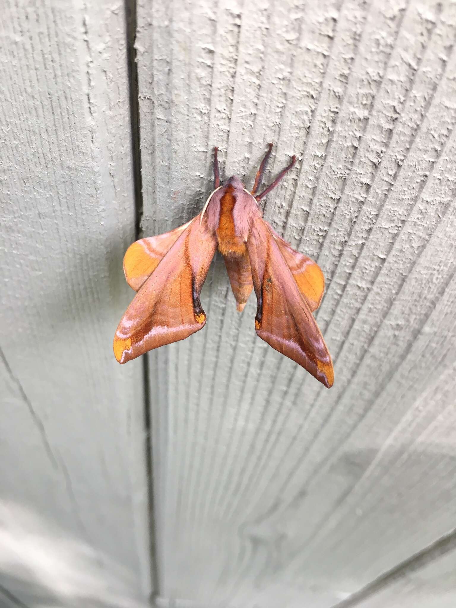 Image of Huckleberry Sphinx