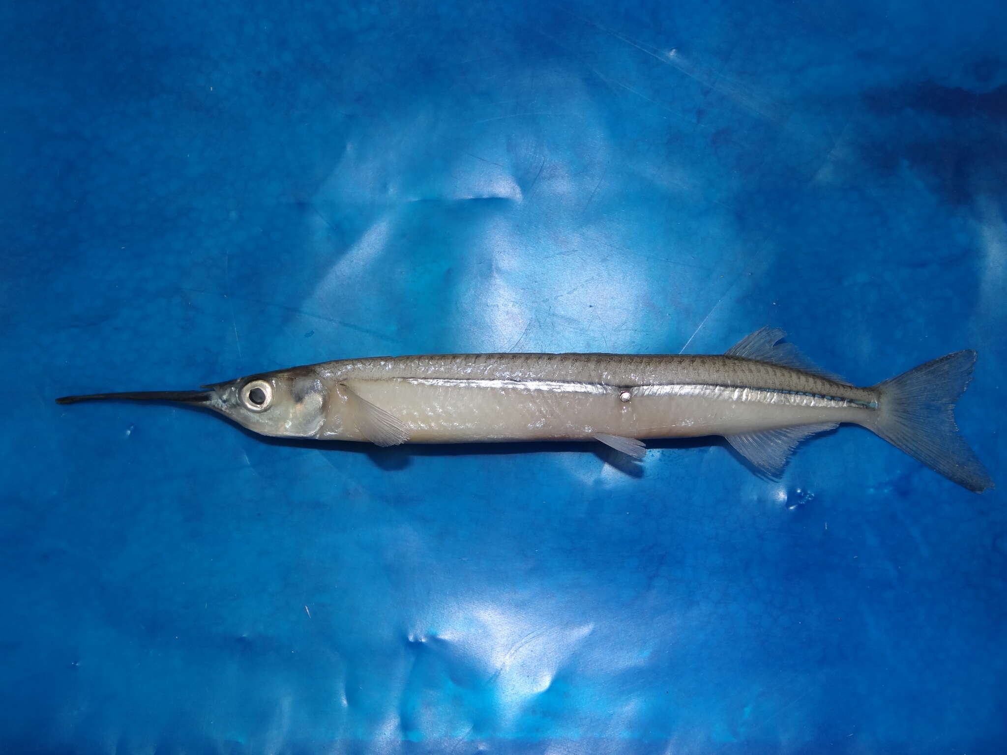 Image of Jumping halfbeak