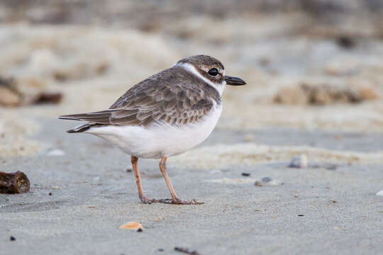 Слика од Charadrius wilsonia Ord 1814