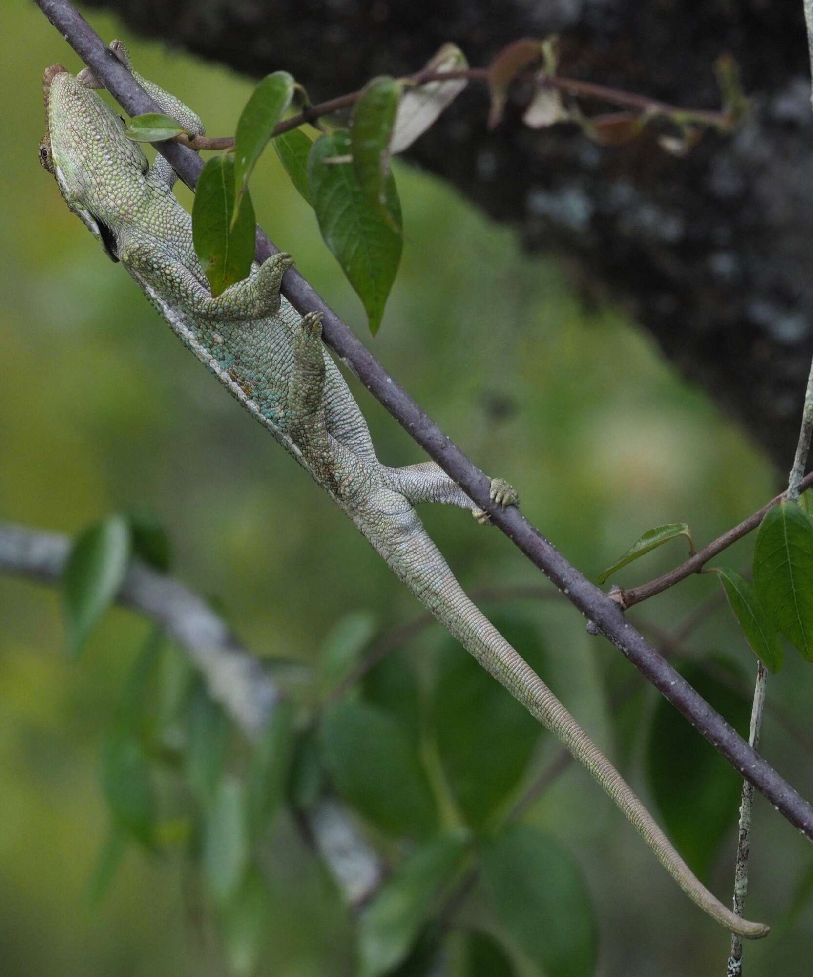 Image of Peltier’s Chameleon