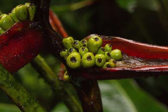 Image de Heliconia monteverdensis G. S. Daniels & F. G. Stiles