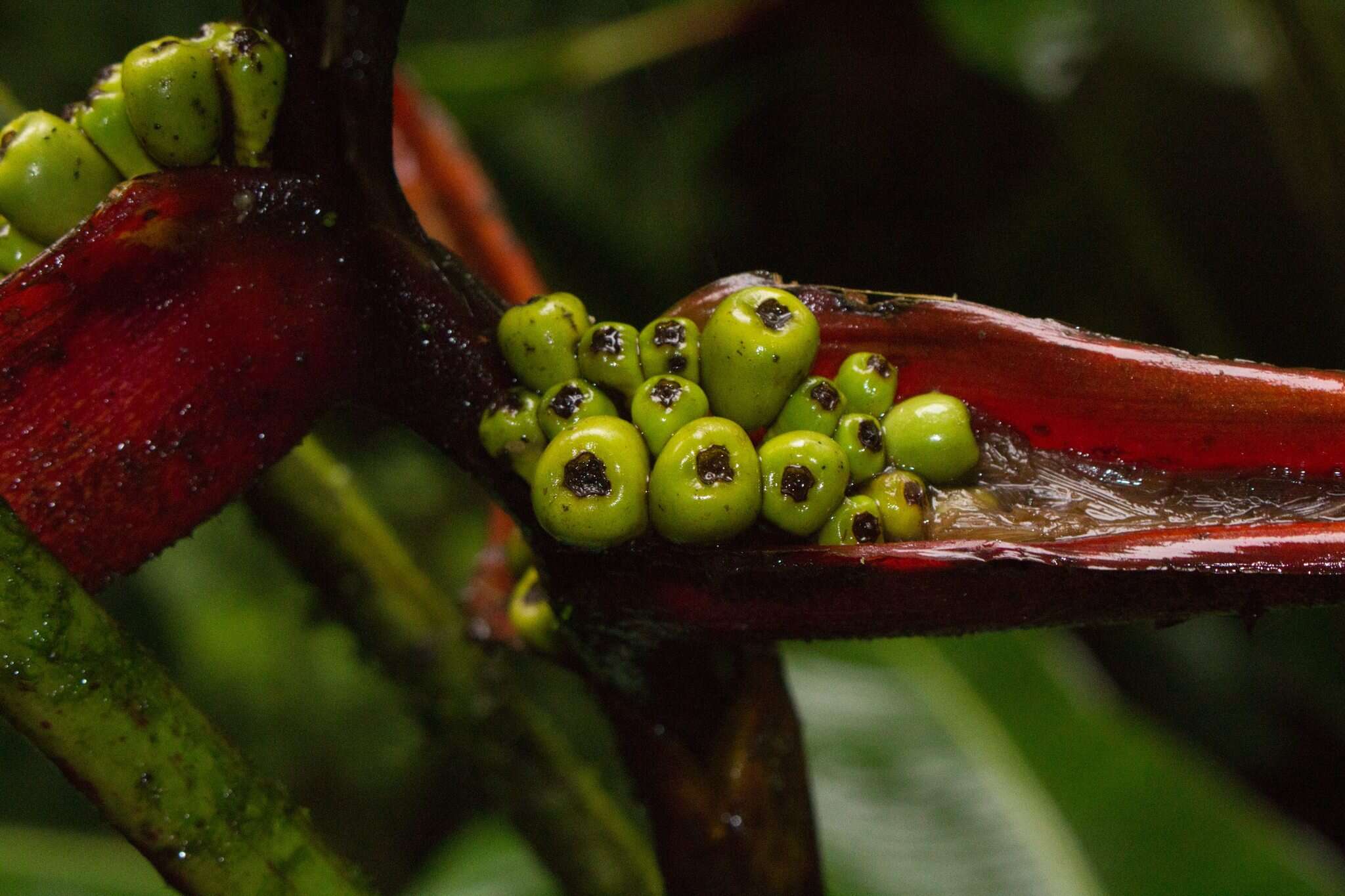 Image de Heliconia monteverdensis G. S. Daniels & F. G. Stiles