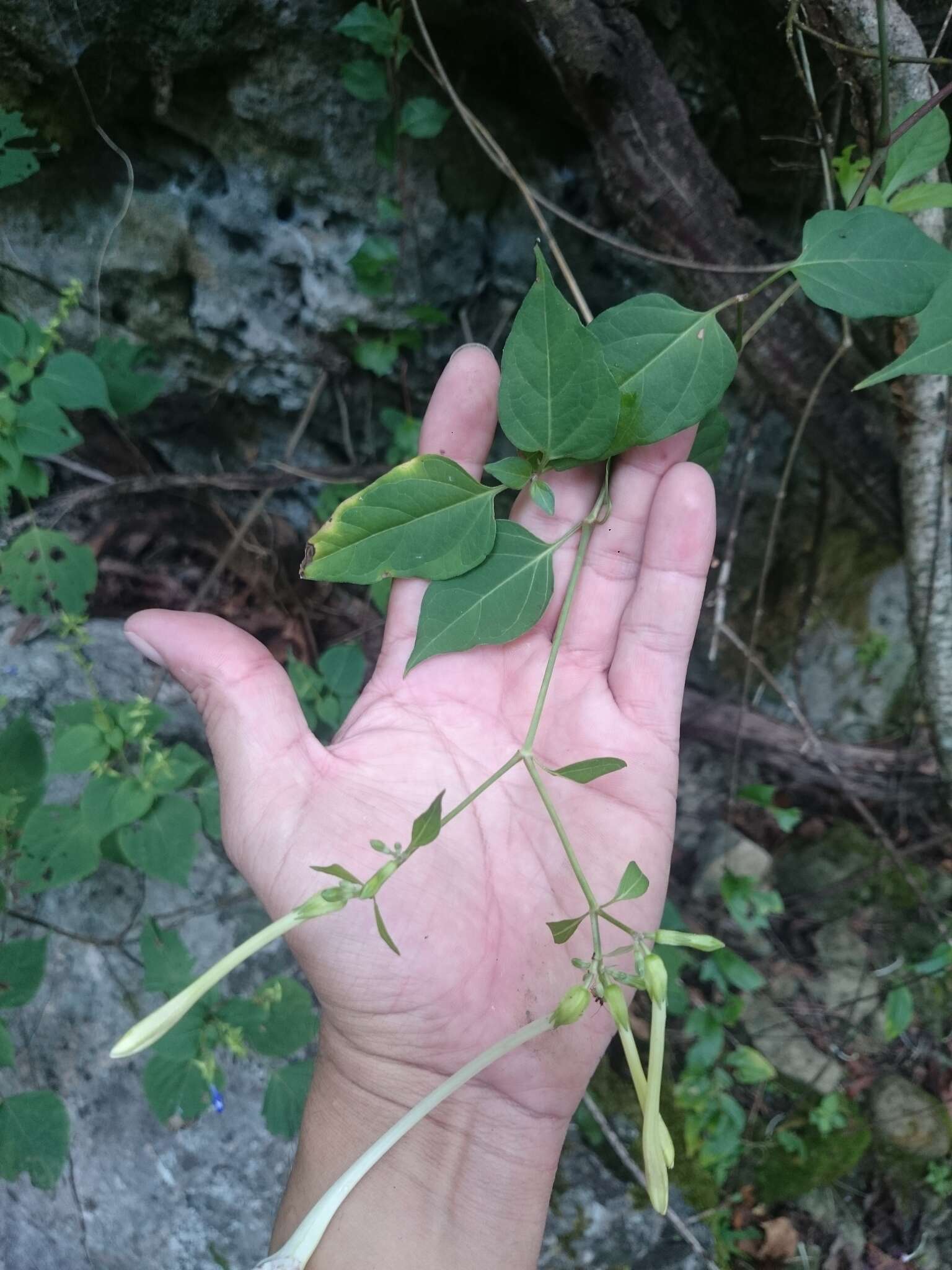 长筒紫茉莉的圖片