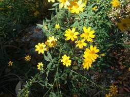 Tagetes lemmonii A. Gray resmi