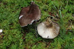 Image de Hygrophore à lamelles arquées