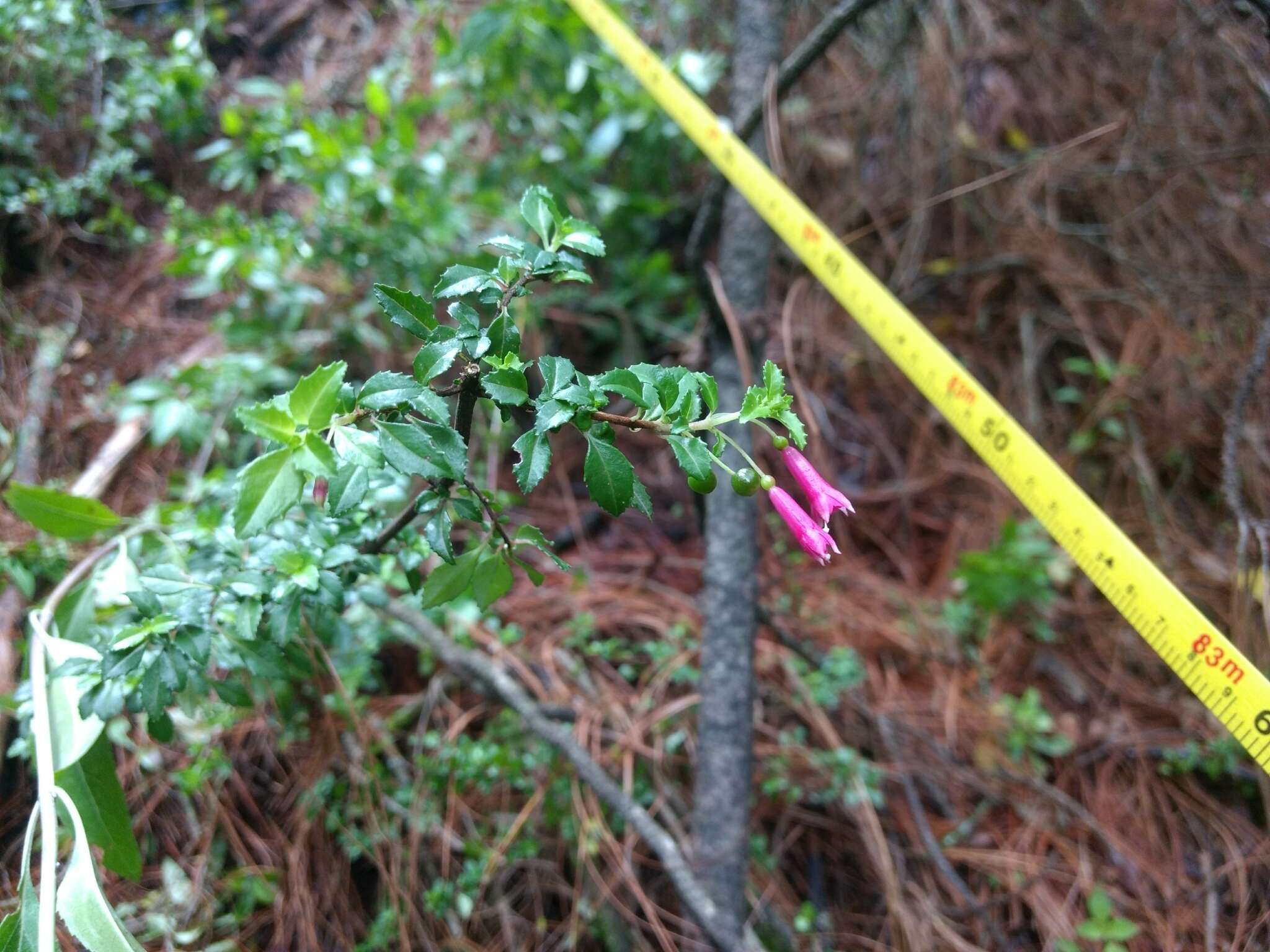 Image of Fuchsia microphylla Kunth