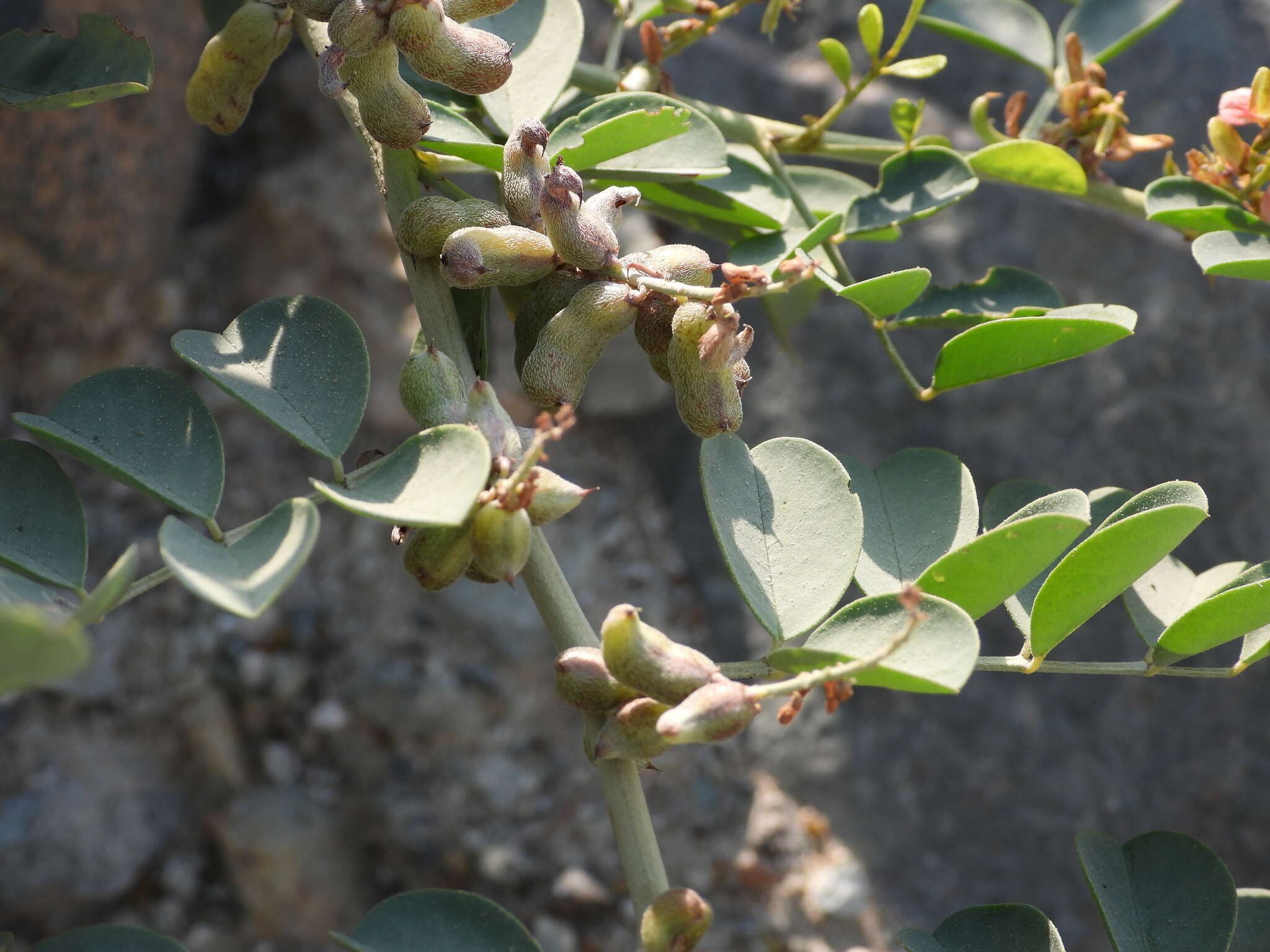 Image of Indigofera coerulea Roxb.