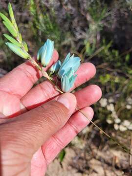 Image of Turquoise Ixia