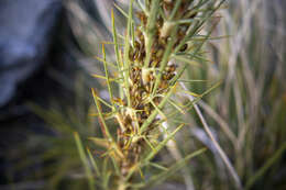 Image of Aciphylla crenulata Armst.