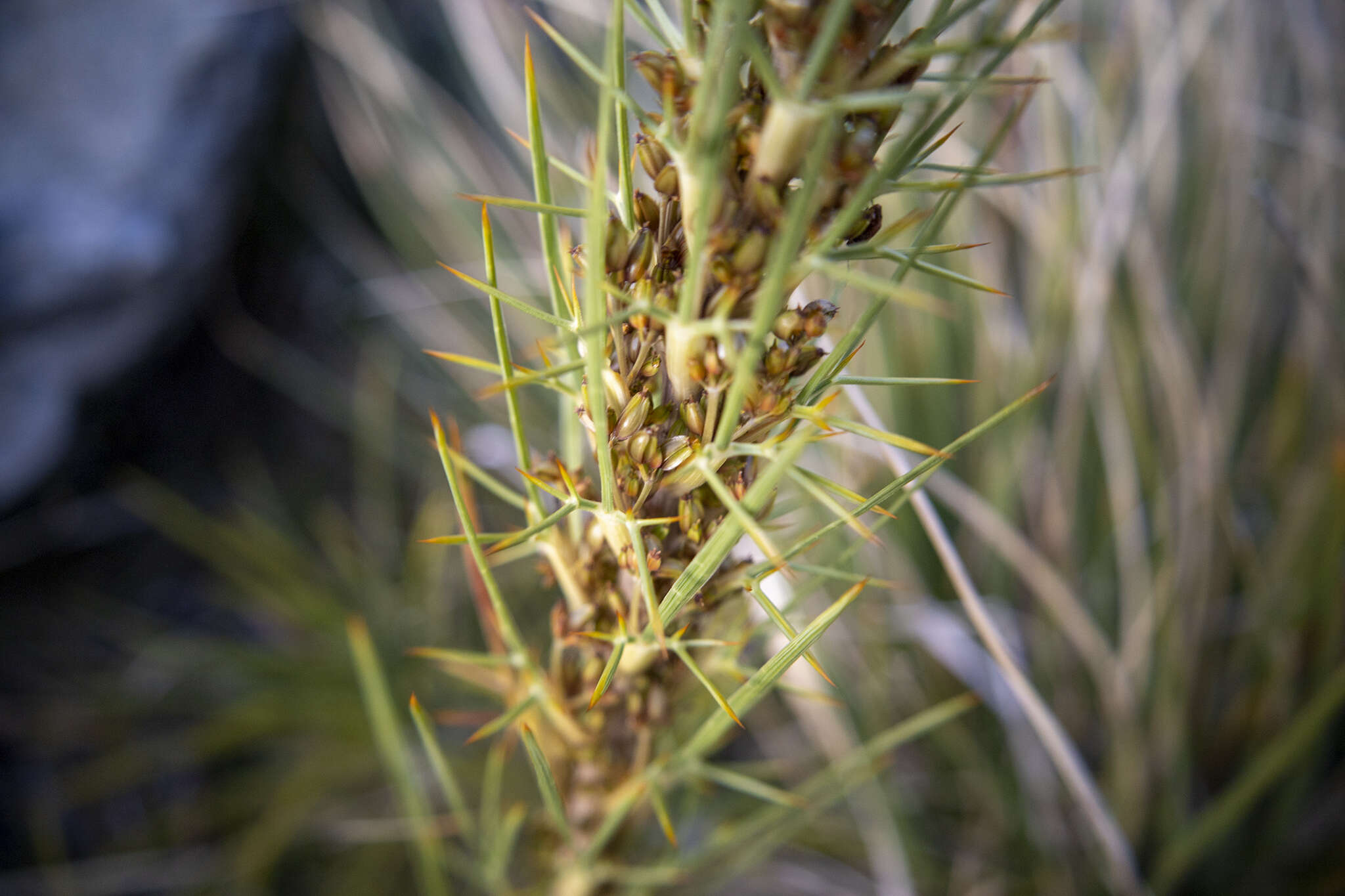 Image of Aciphylla crenulata Armst.