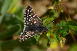 Image of Pyrgus ruralis (Boisduval 1852)