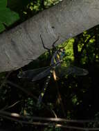 Image of Shining macromia dragonfly