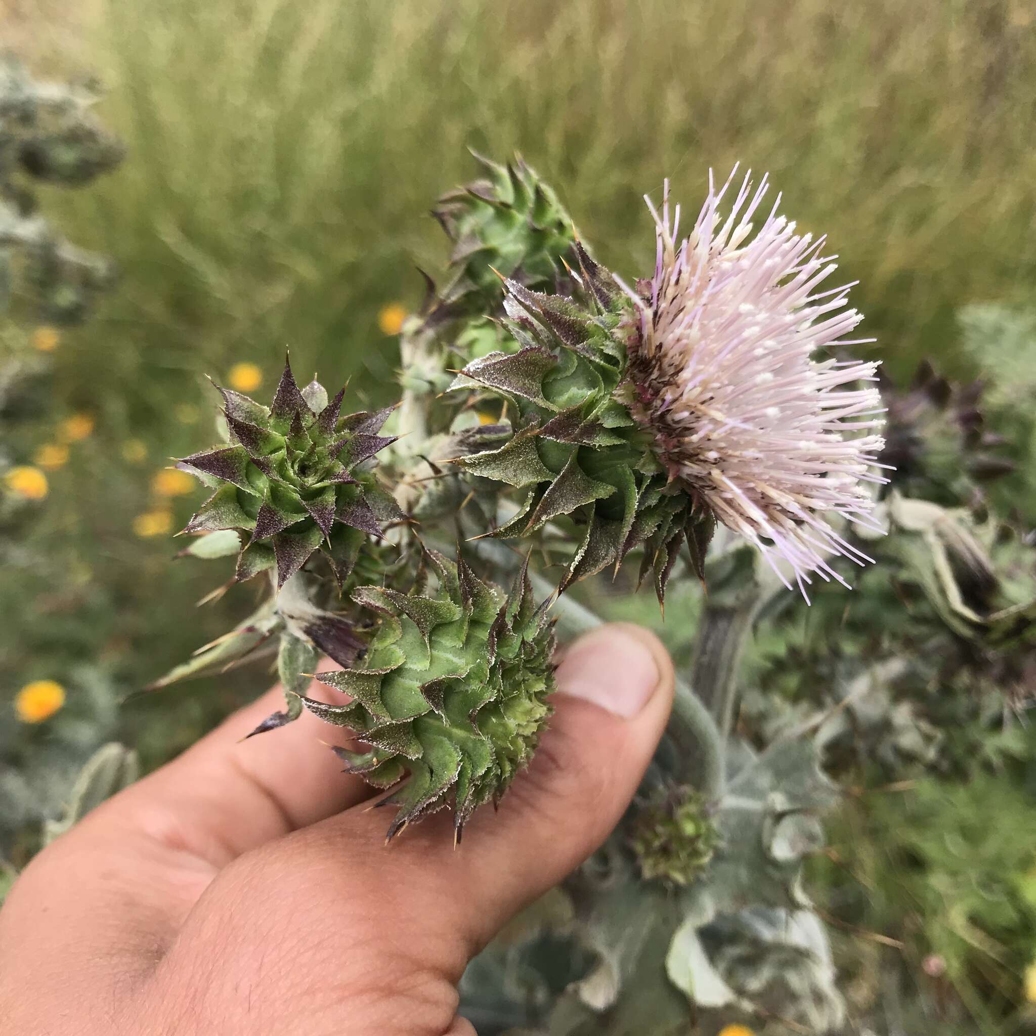 Image of Chorro Creek bog thistle