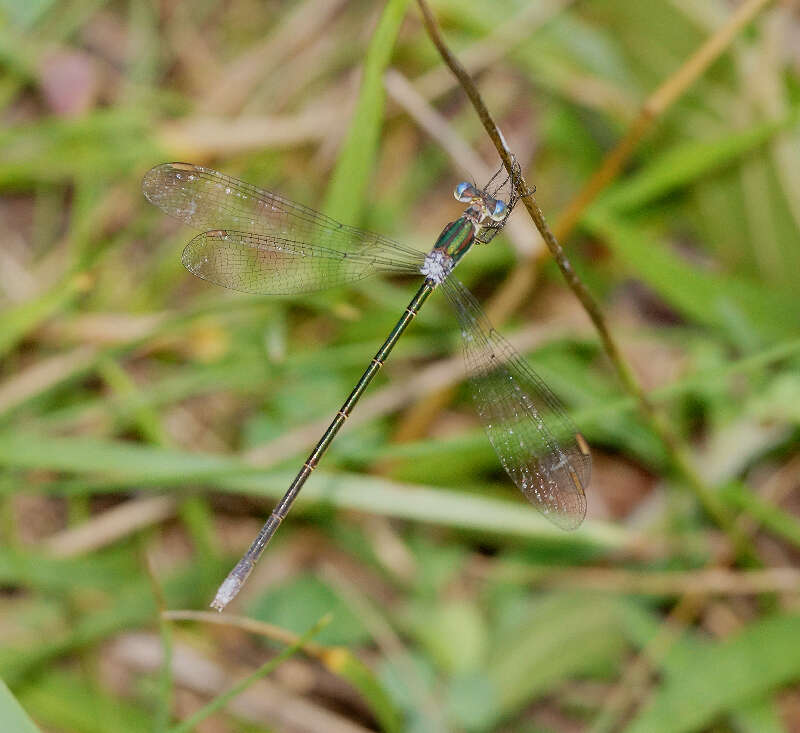 Image of Swamp Spreadwing