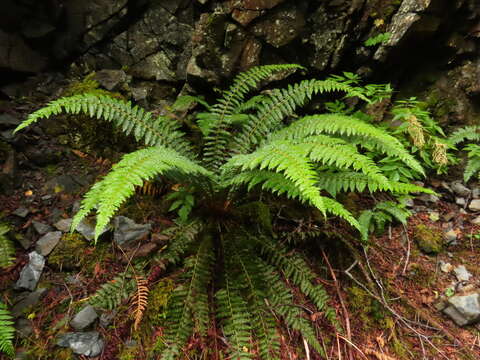 Image of Alaska hollyfern