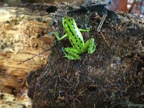 Image of Yellow-bellied Poison Frog