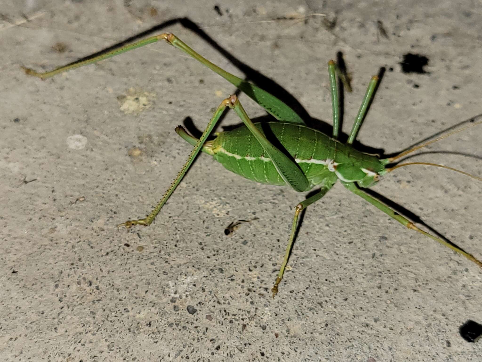 Image of Common Short-winged Katydid