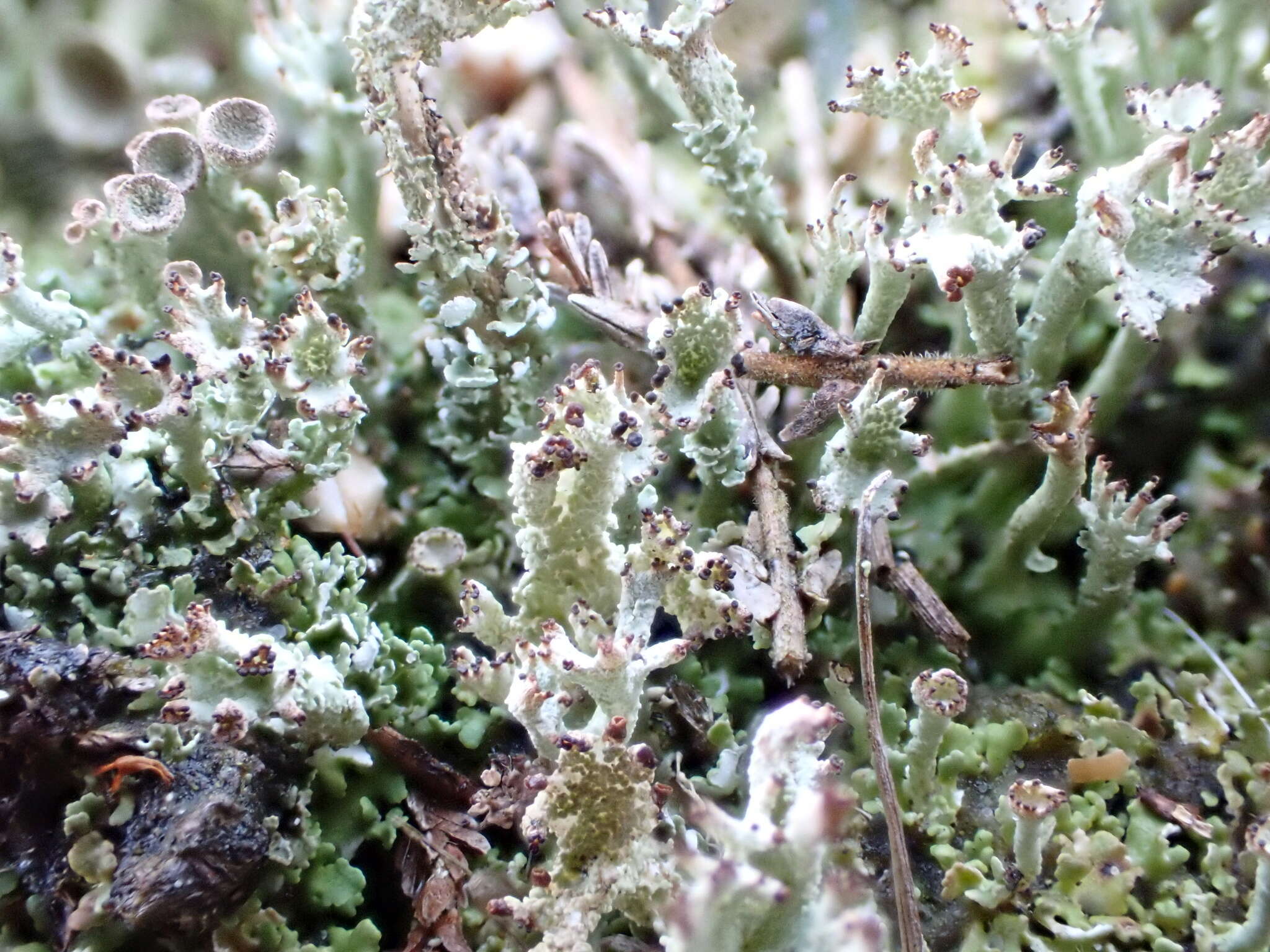 Plancia ëd Cladonia ramulosa (With.) J. R. Laundon