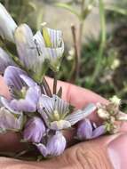 صورة Gentianella multicaulis (Gillies ex Griseb.) Fabris