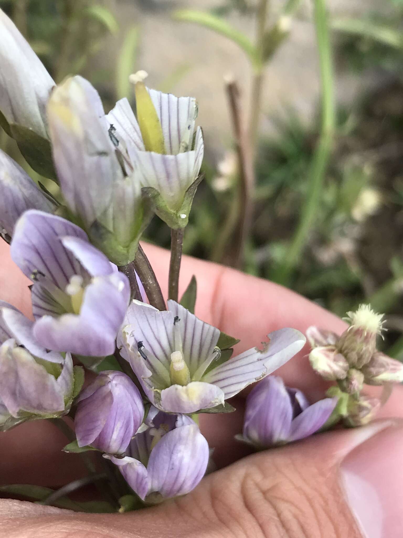 Image of Gentianella multicaulis (Gillies ex Griseb.) Fabris