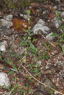 Image of knotgrass