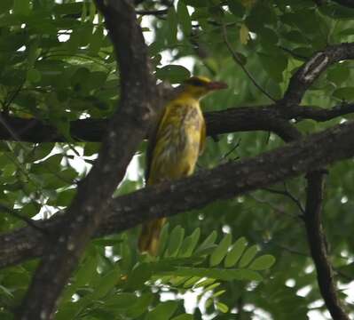 Oriolus chinensis diffusus Sharpe 1877的圖片