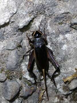 Image of Teleogryllus (Brachyteleogryllus) occipitalis (Serville 1838)