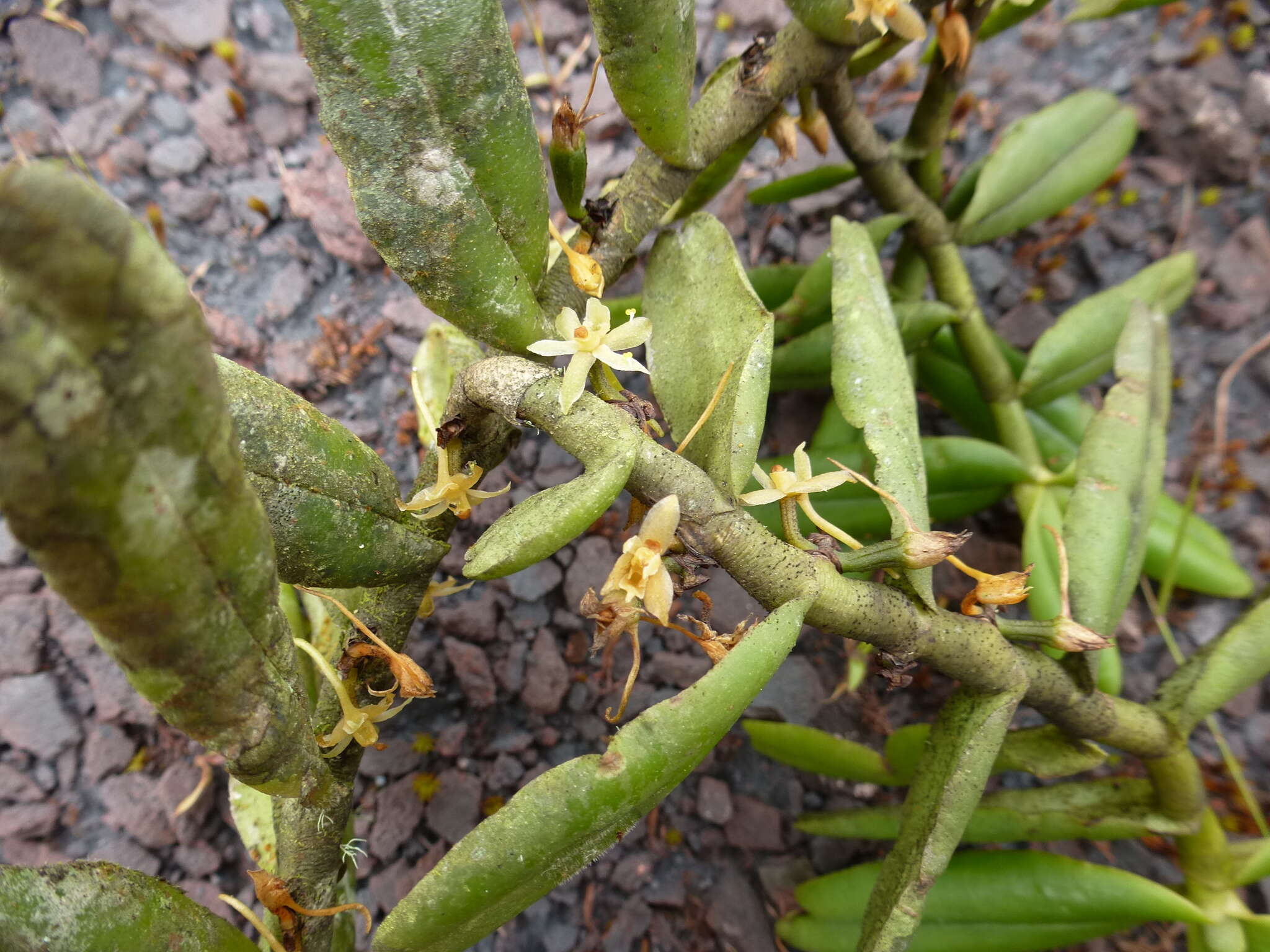 Imagem de Tridactyle anthomaniaca (Rchb. fil.) Summerh.