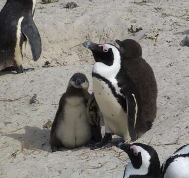 Image of African Penguin