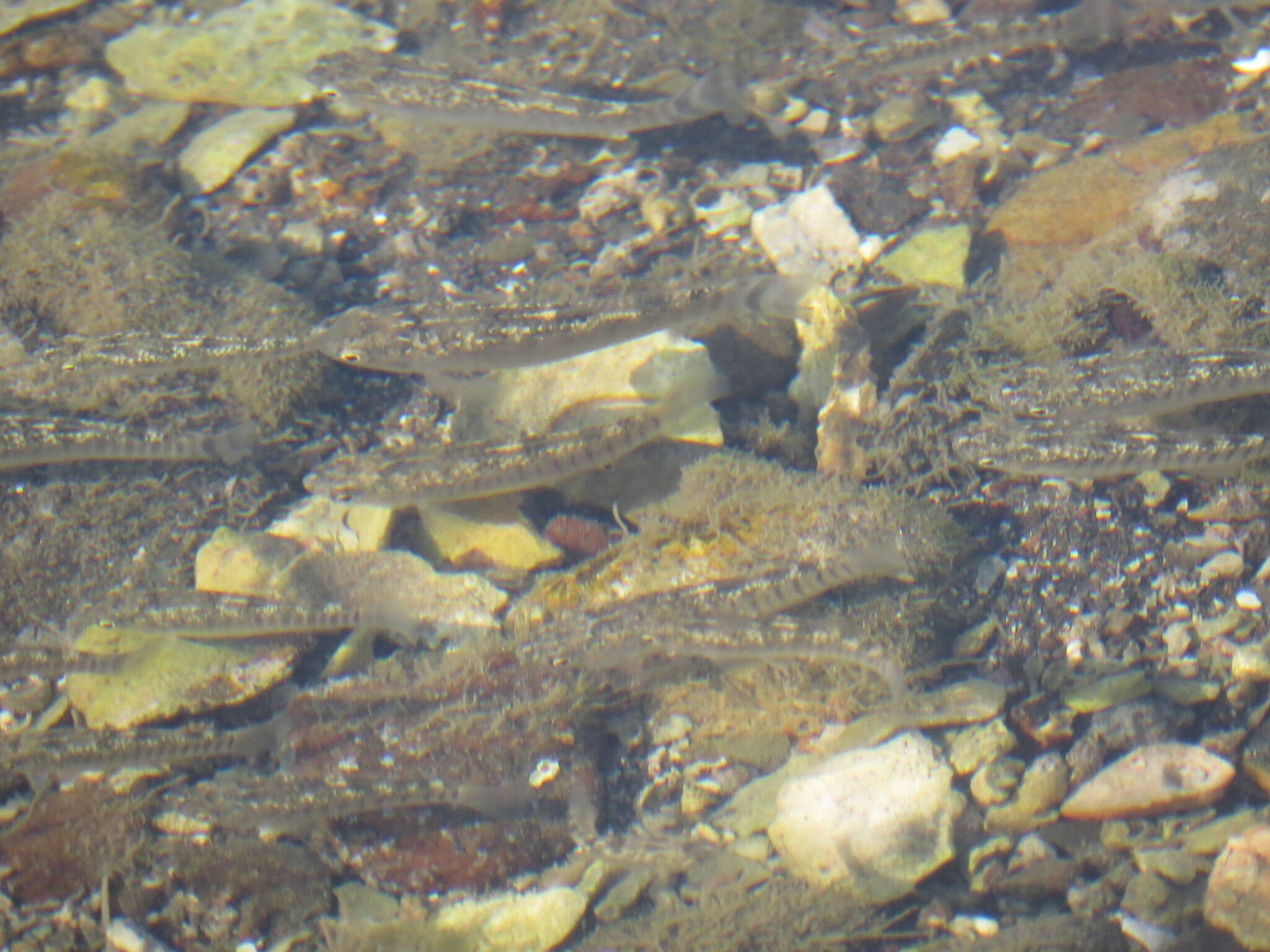 Image of Arabian killifish