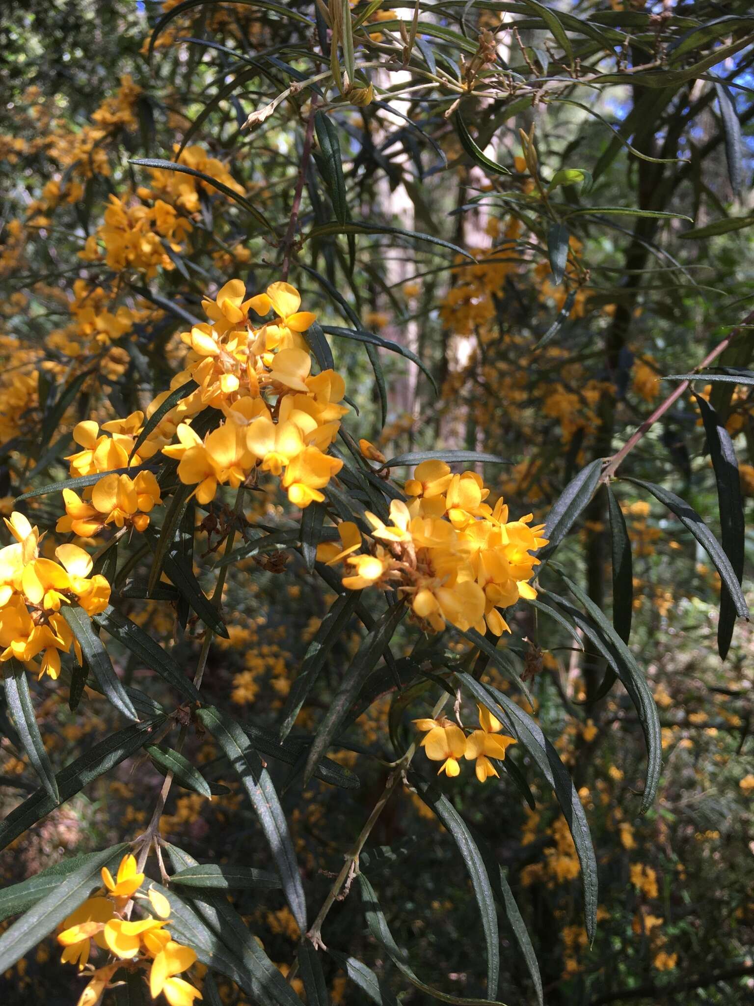 Image of Oxylobium arborescens R. Br.