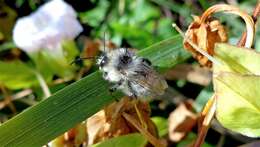 Image of Bombus veteranus (Fabricius 1793)