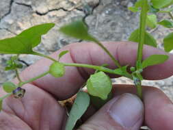 Image of netted globecherry