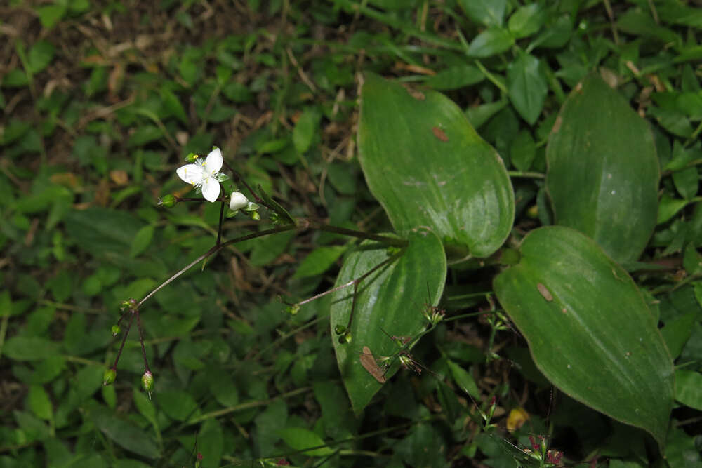 Image of Tahitian bridalveil