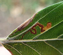 Sivun Stigmella tityrella (Stainton 1854) Hering 1957 kuva